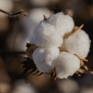 100% of the cotton we grow for our clothes is grown organically